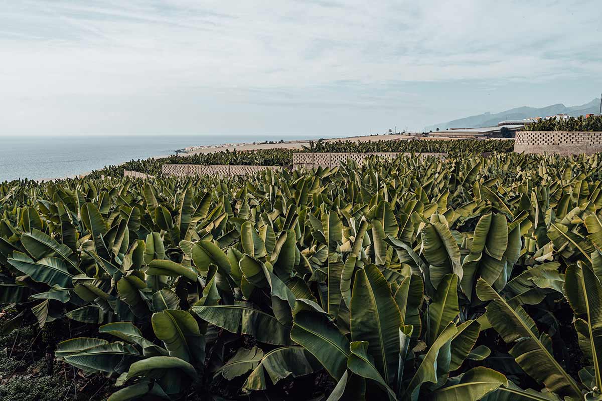 Banana plantation in Tenerife near Abama beach