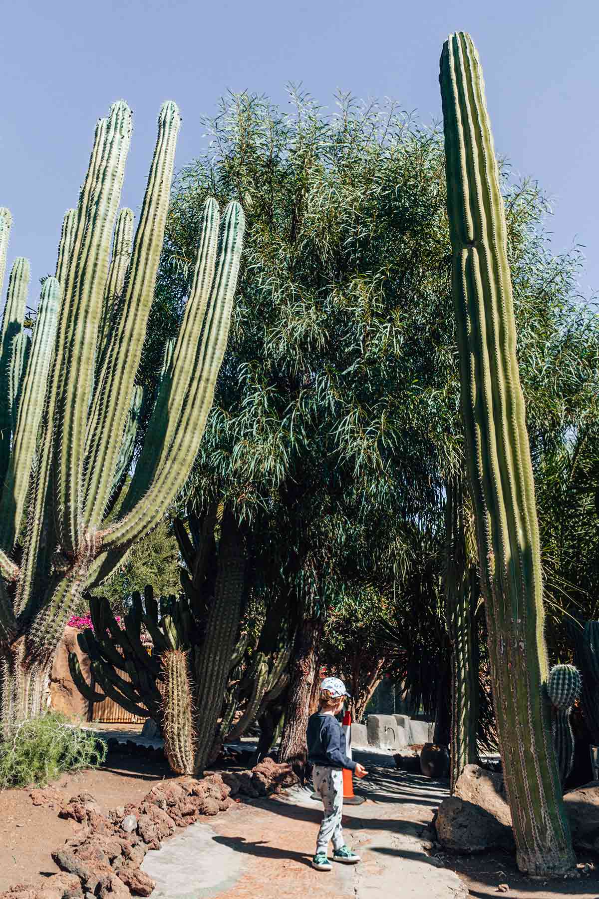 A child standing near giant cactus