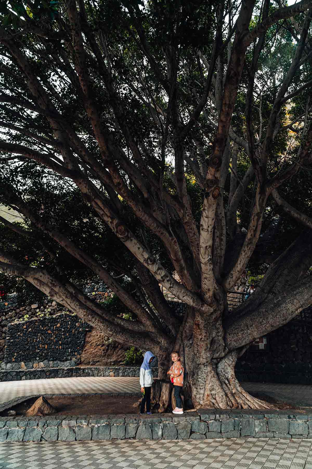 The laurel tree in the main square of Masca