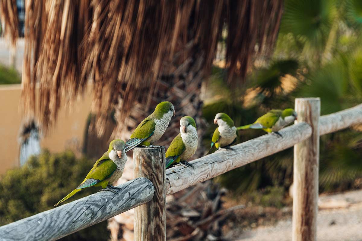 Monk Parakeets sitting on a fence, Morro Jable