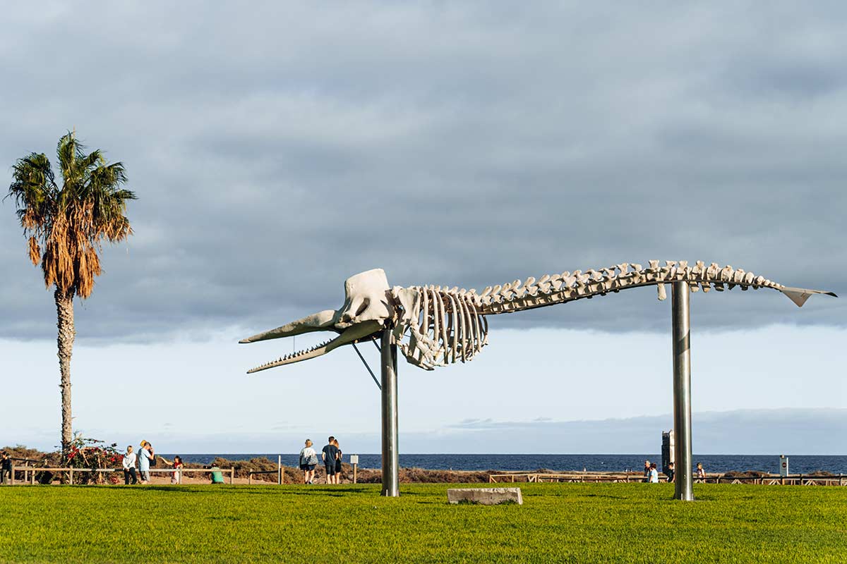 A sperm whale skeleton in Morro Jable