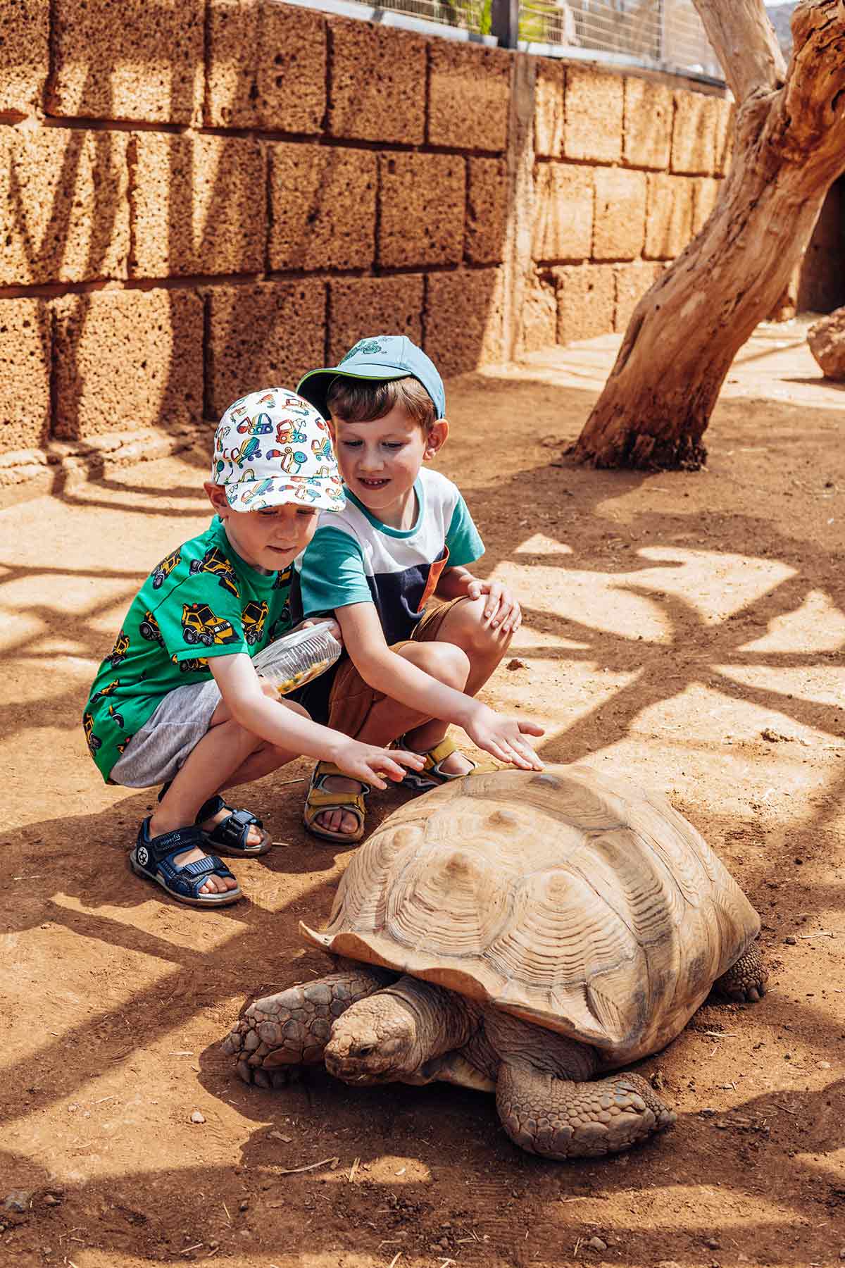 A giant tortoise in Monkey Park, Tenerife