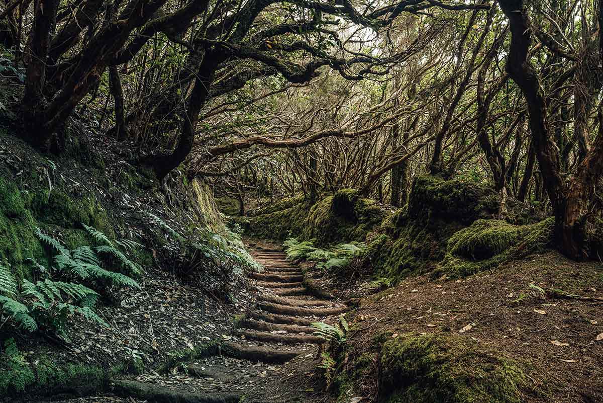 Hike known as Enchanted Forest path, Anaga, Tenerife