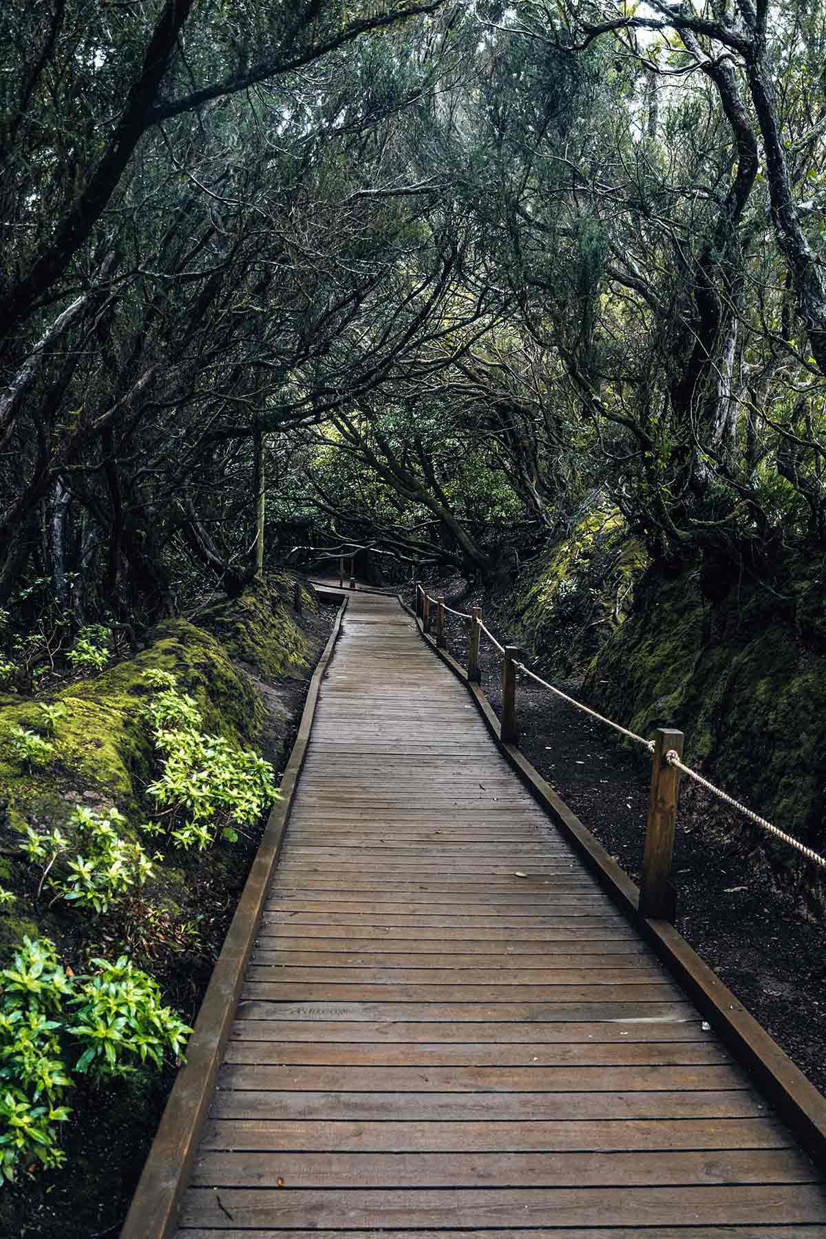 The hike called Sendero de los Sentidos, Anaga National Park