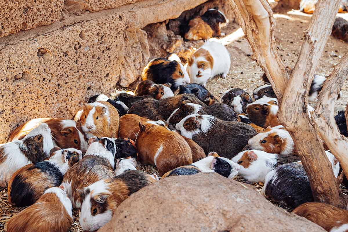 Hundreds of cute guinea pigs