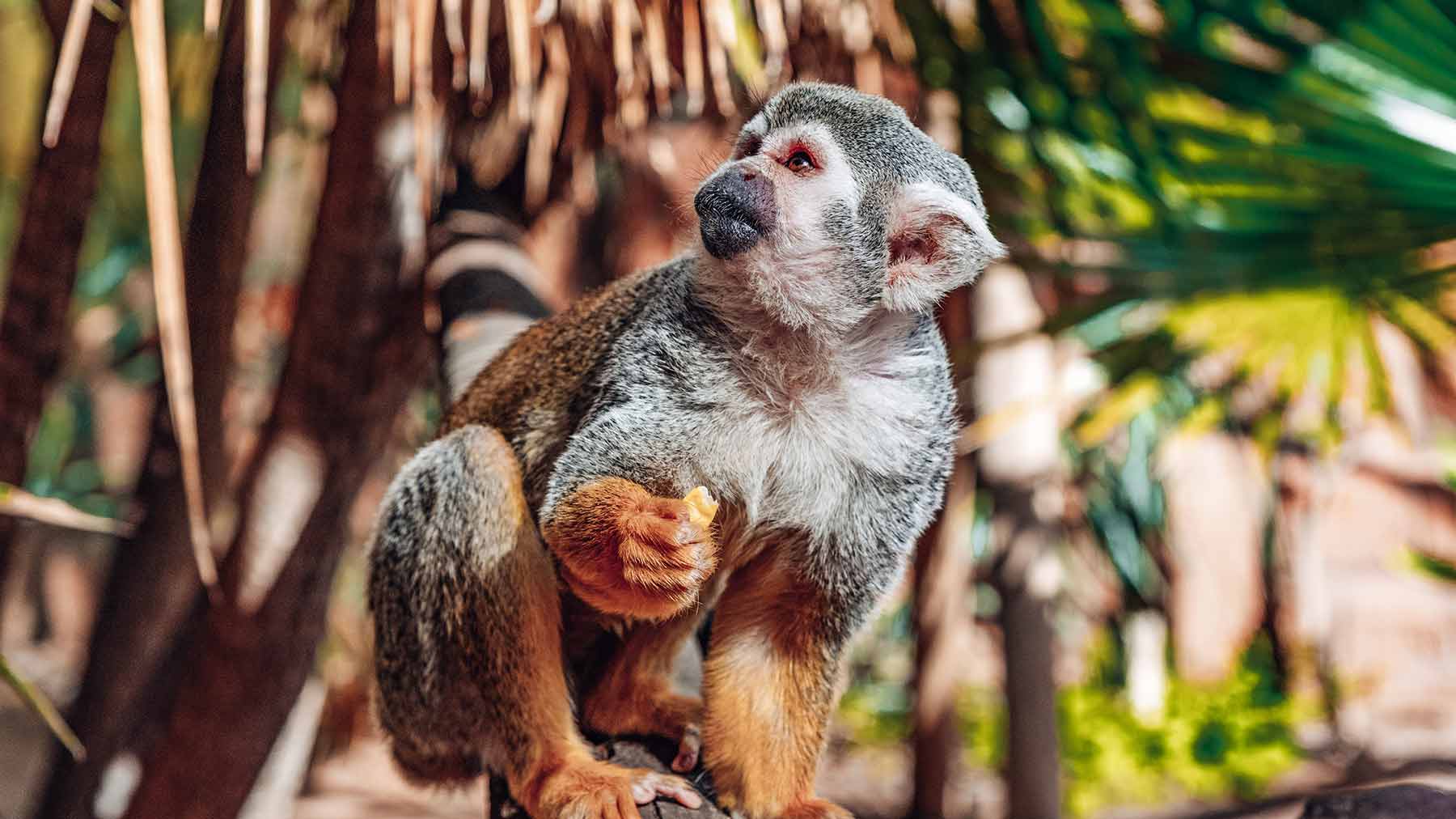 Visit Monkey Park - Tenerife's Best Interactive Zoo