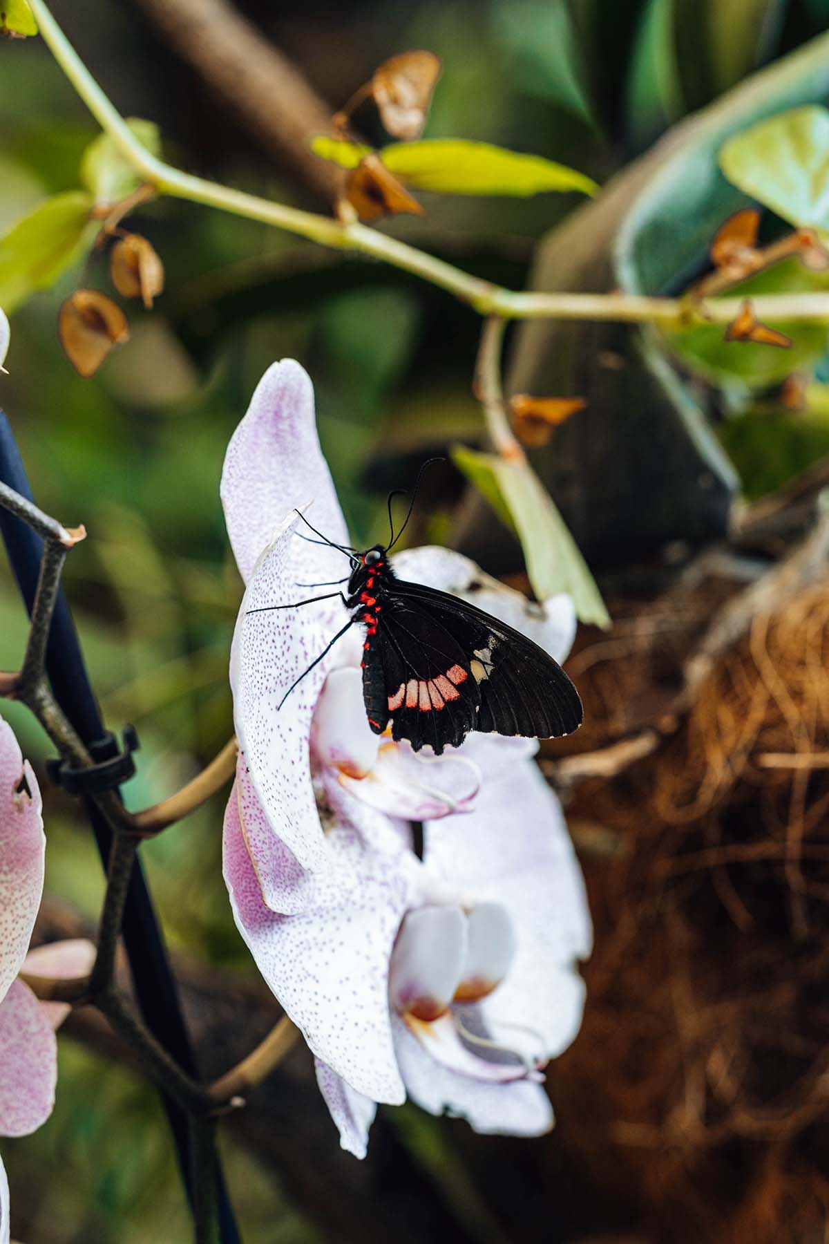 Butterfly sitting on an orchid flower