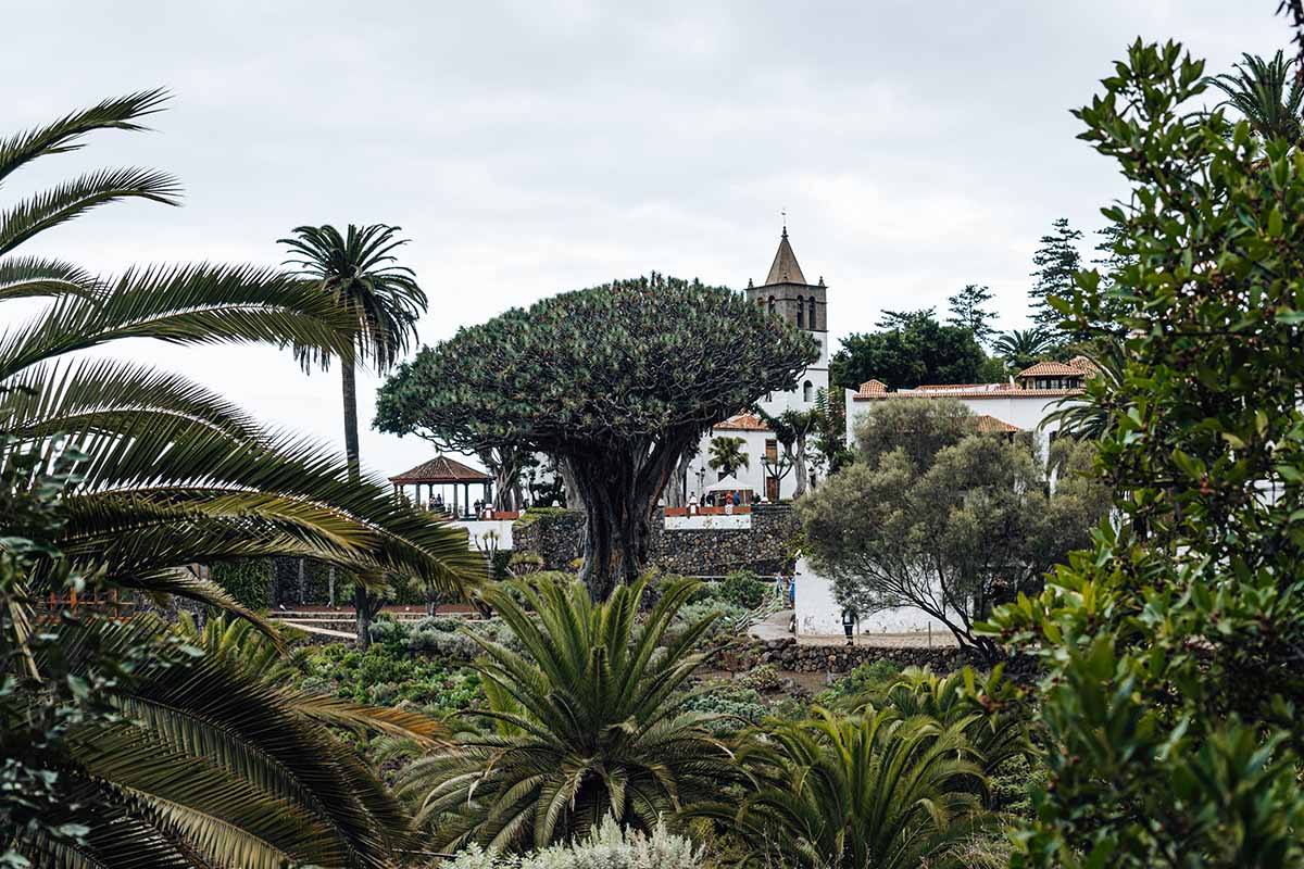 Drago Milenario and the church of San Marcos in Icod de Los Vinos, Tenerife