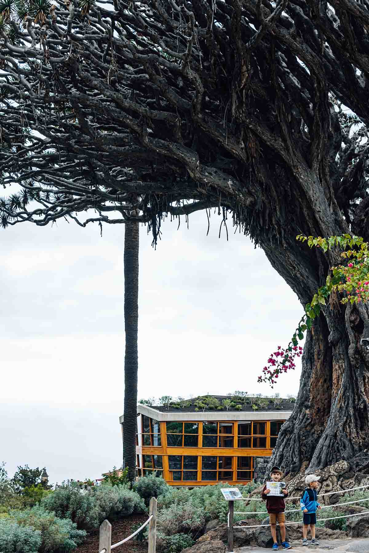 The largest dragon tree in Tenerife