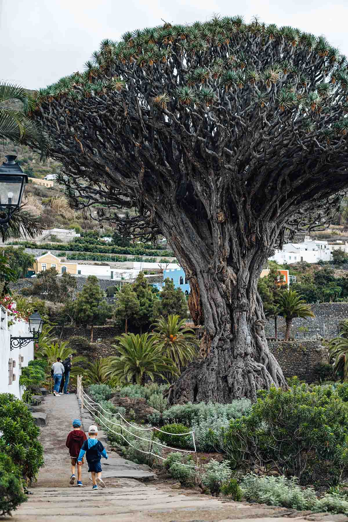 The oldest dragon tree in Tenerife