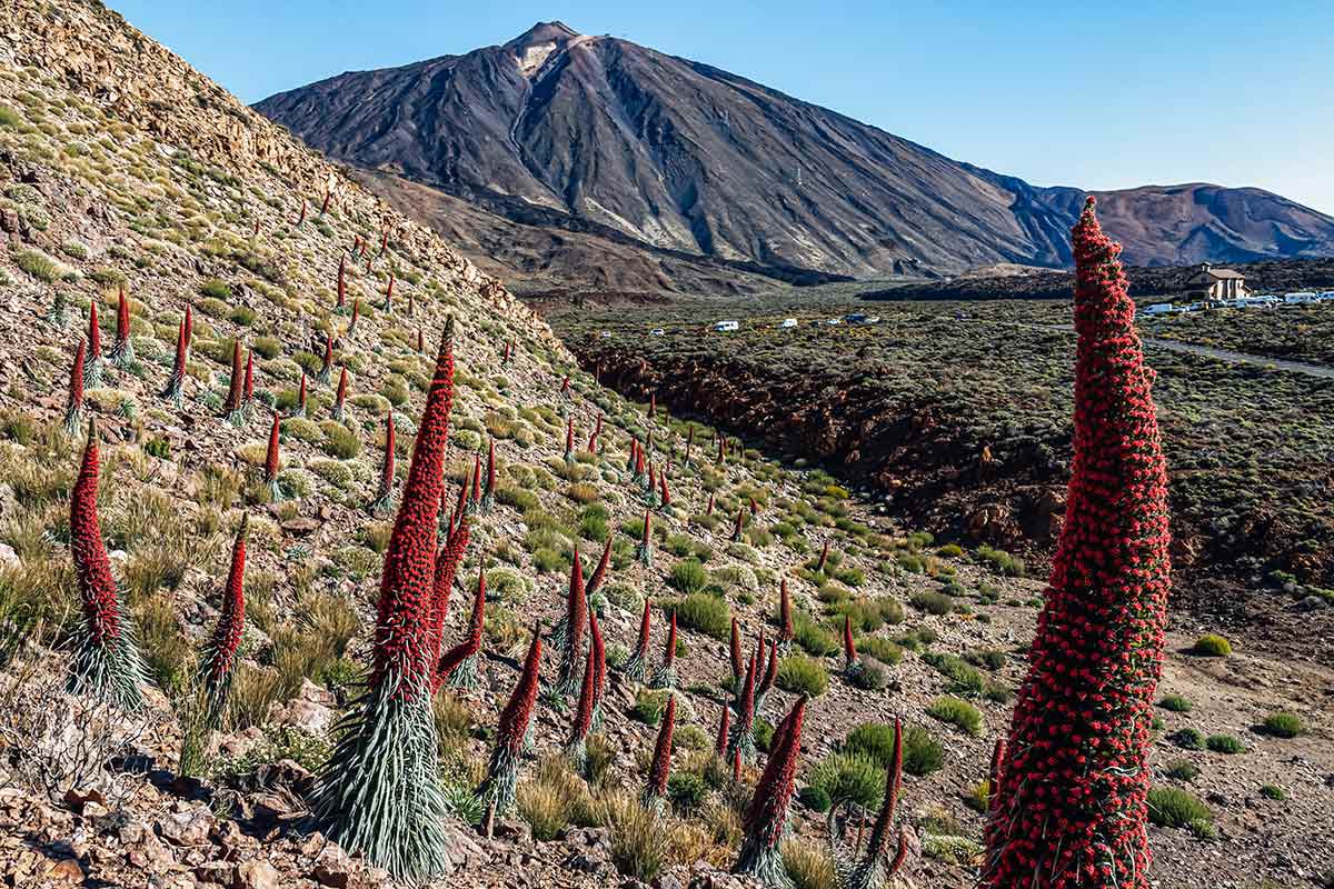 The blooming endemic red plants called Tajinaste in Tenerife