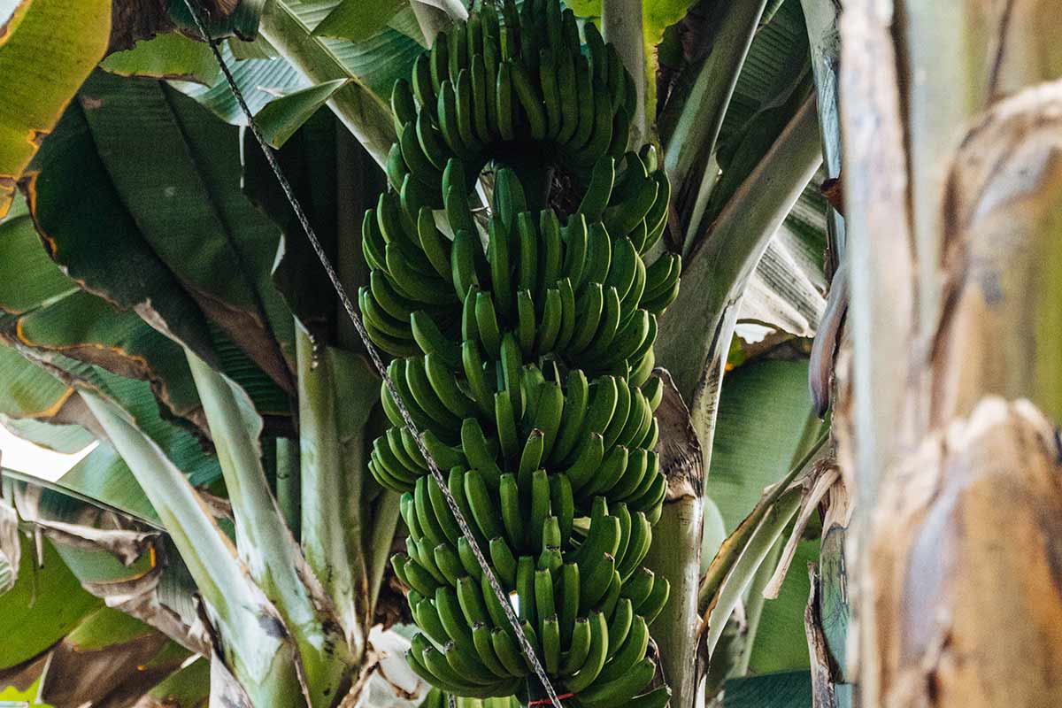 Las Margaritas Banana Plantation